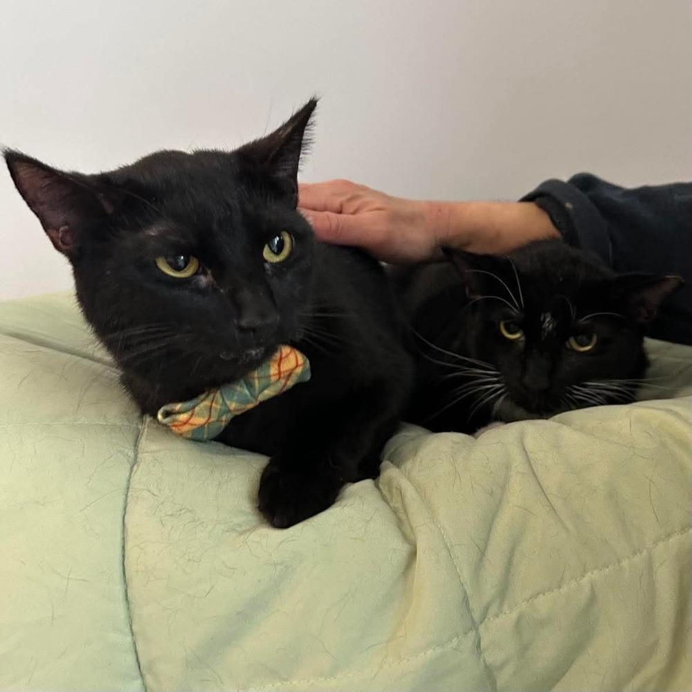 Murphy, Adoptable, Young Male Domestic Short Hair.