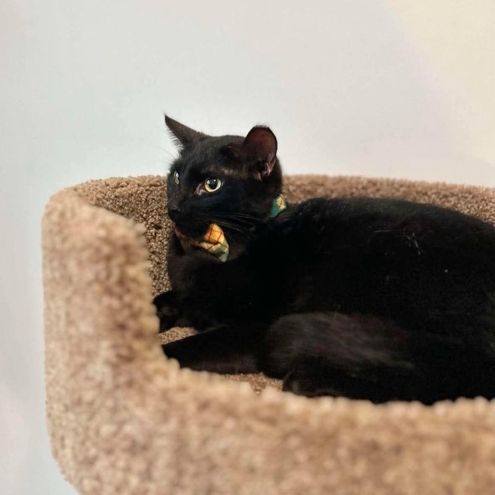 Murphy, a Adoptable Domestic Short Hair in Raleigh, NC image 2/3