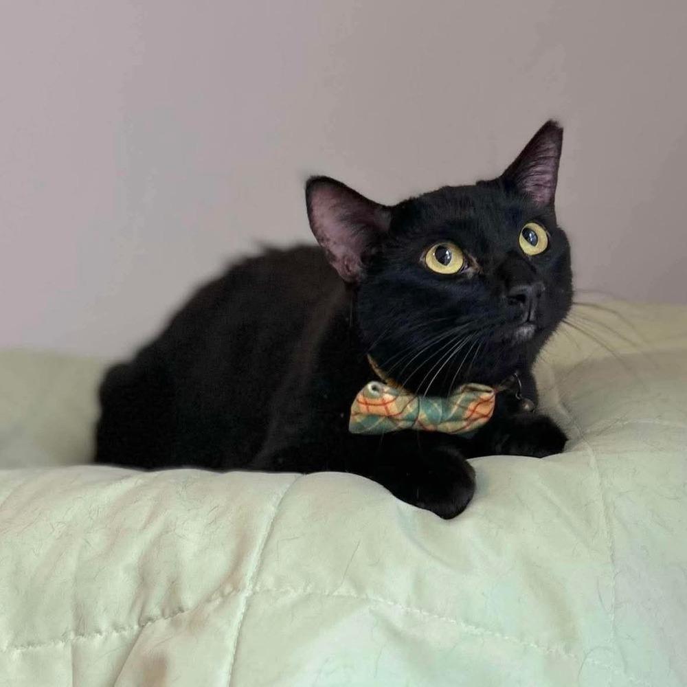 Murphy, a Adoptable Domestic Short Hair in Raleigh, NC image 3/3