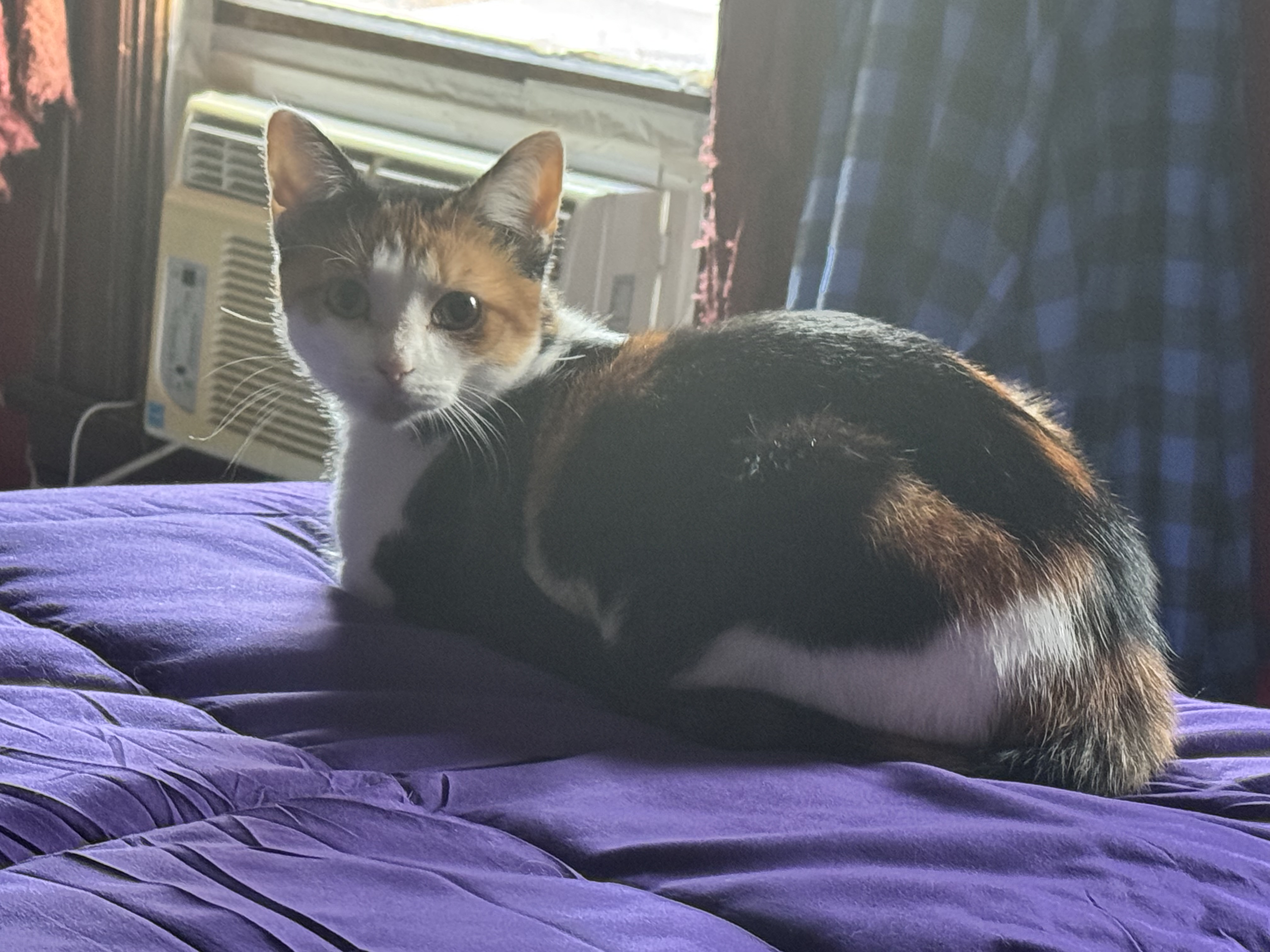 Enlarge Callie, a Adopted mixed breed in Battle Creek, MI image 1/2