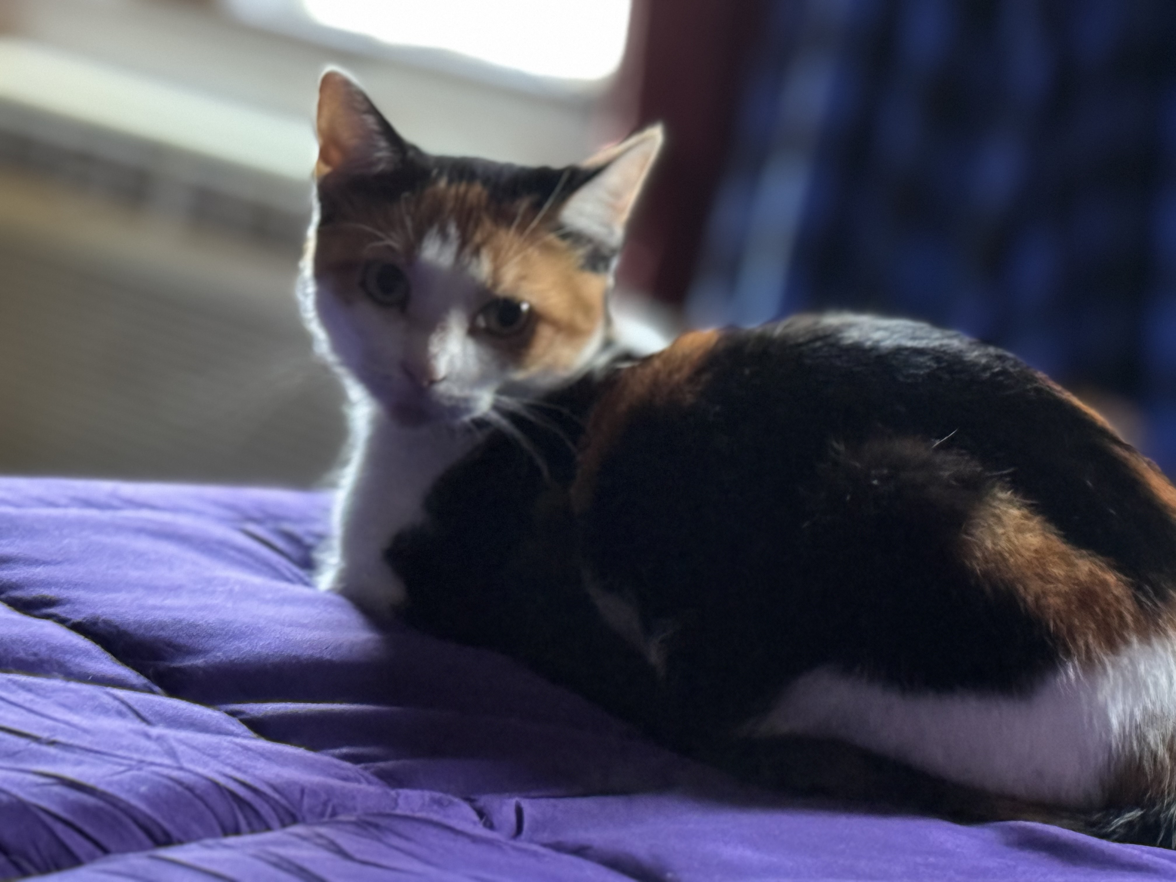 Enlarge Callie, a Adopted mixed breed in Battle Creek, MI image 2/2