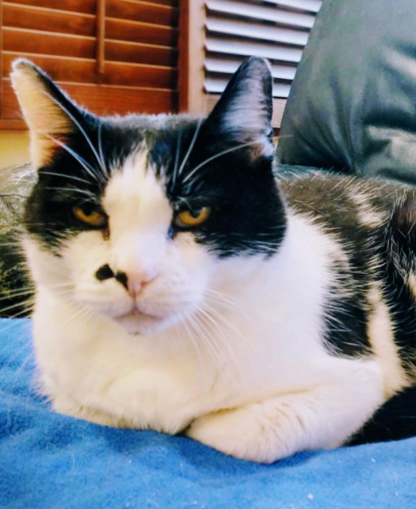 Enlarge Moo Moo, a Adoptable mixed breed in San Pedro, CA image 2/5