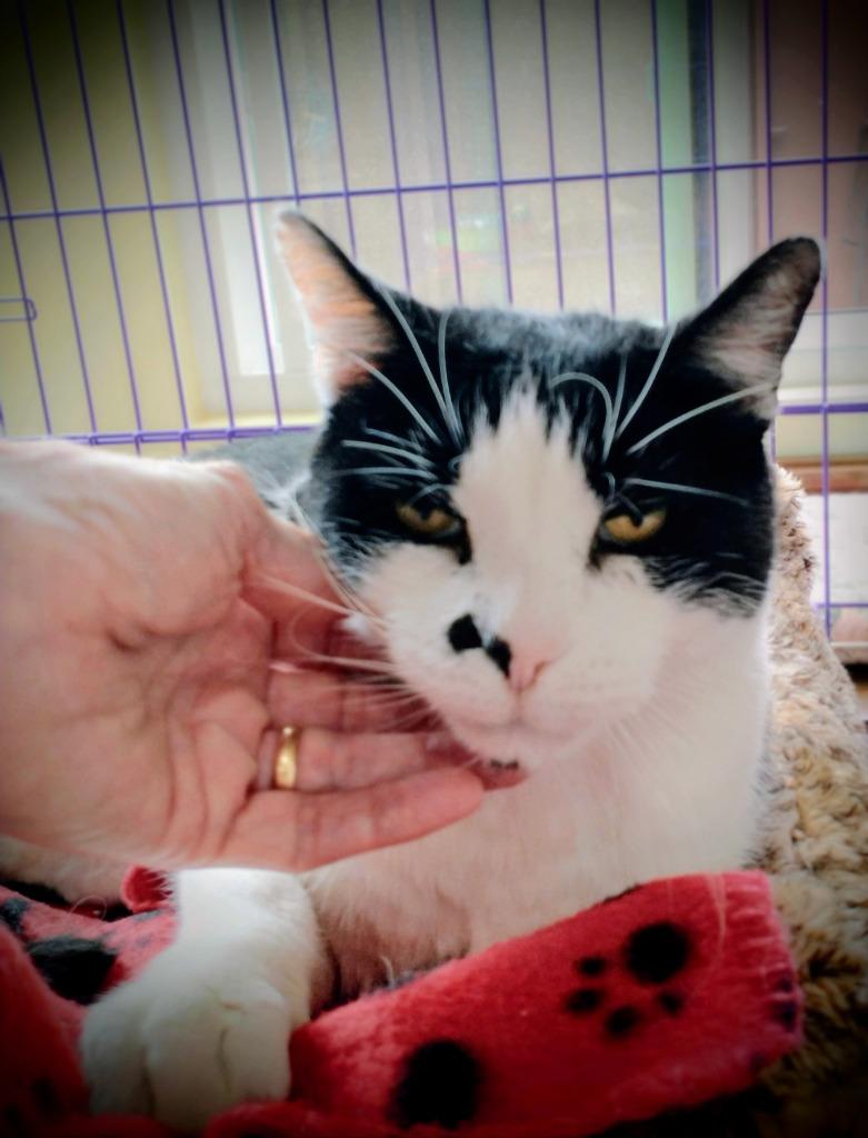 Enlarge Moo Moo, a Adoptable mixed breed in San Pedro, CA image 3/5