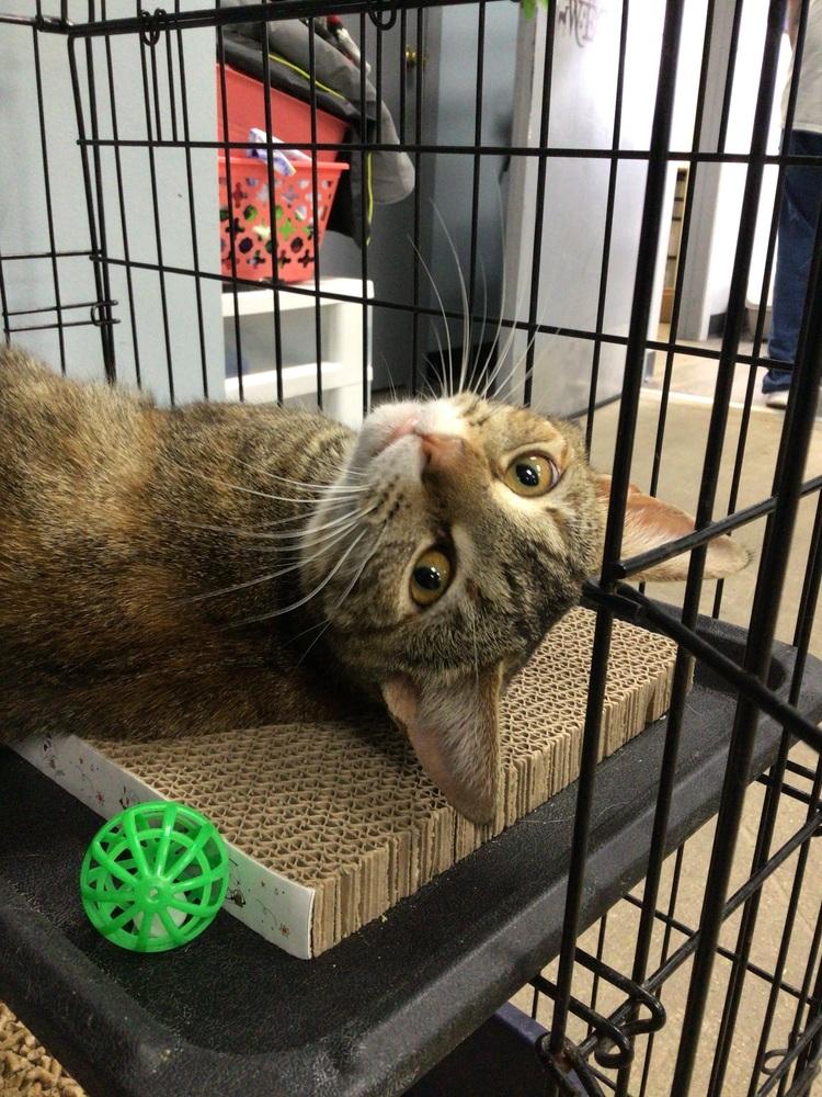 Enlarge Junie, a Adoptable Domestic Short Hair in Logansport , IN image 1/1