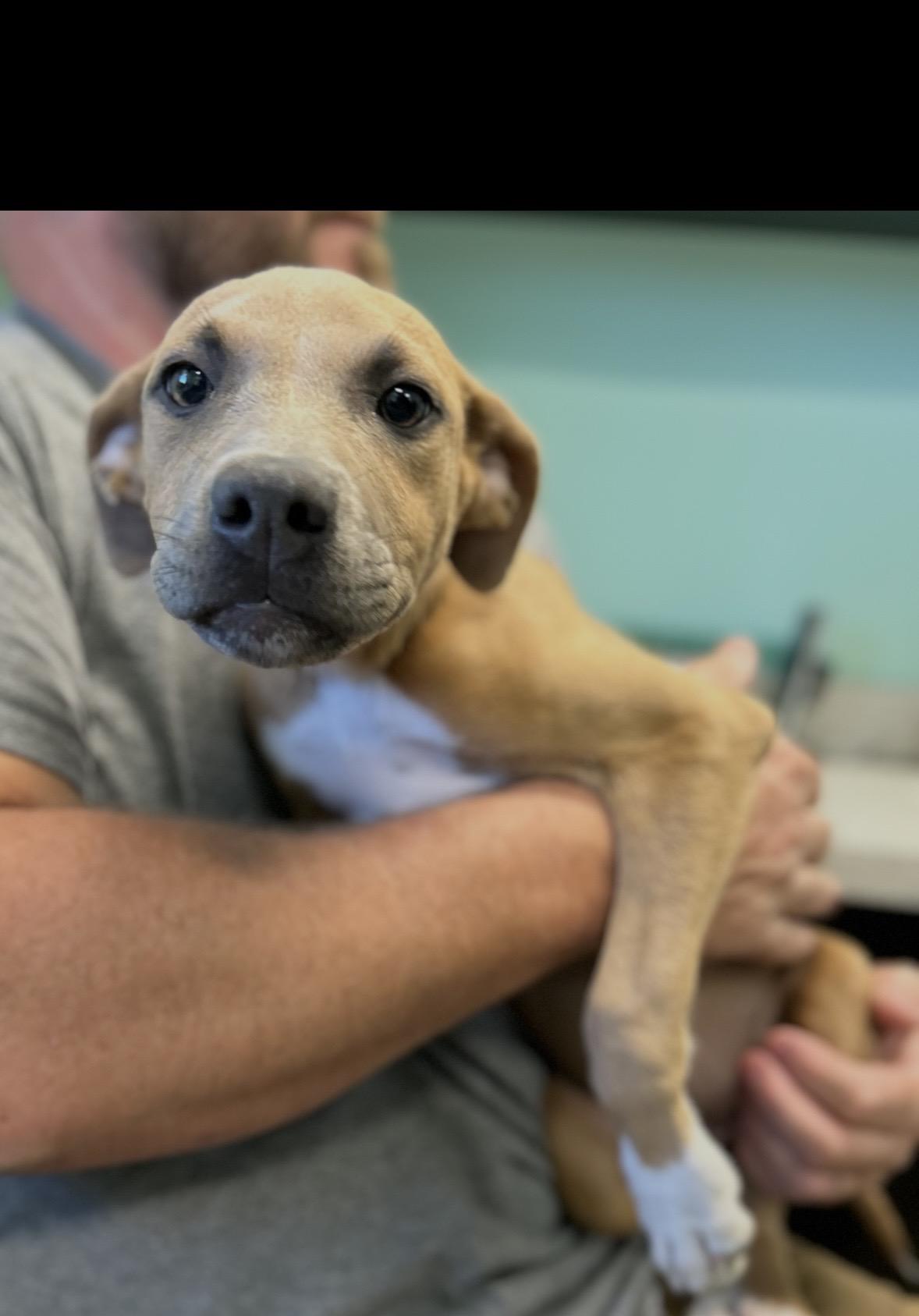 Buffy, Adoptable, Puppy Female Labrador Retriever.