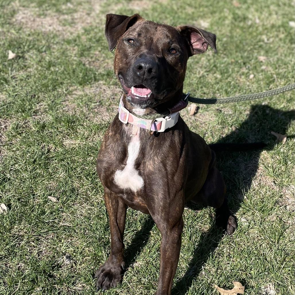 Wren, Adoptable, Adult Female American Staffordshire Terrier & Mixed Breed.