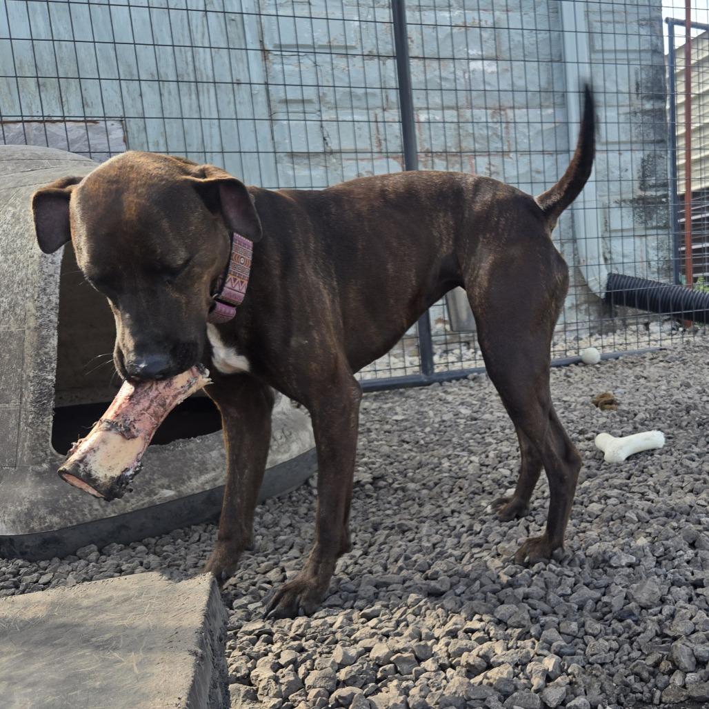 Wren, Adoptable, Adult Female American Staffordshire Terrier & Mixed Breed.