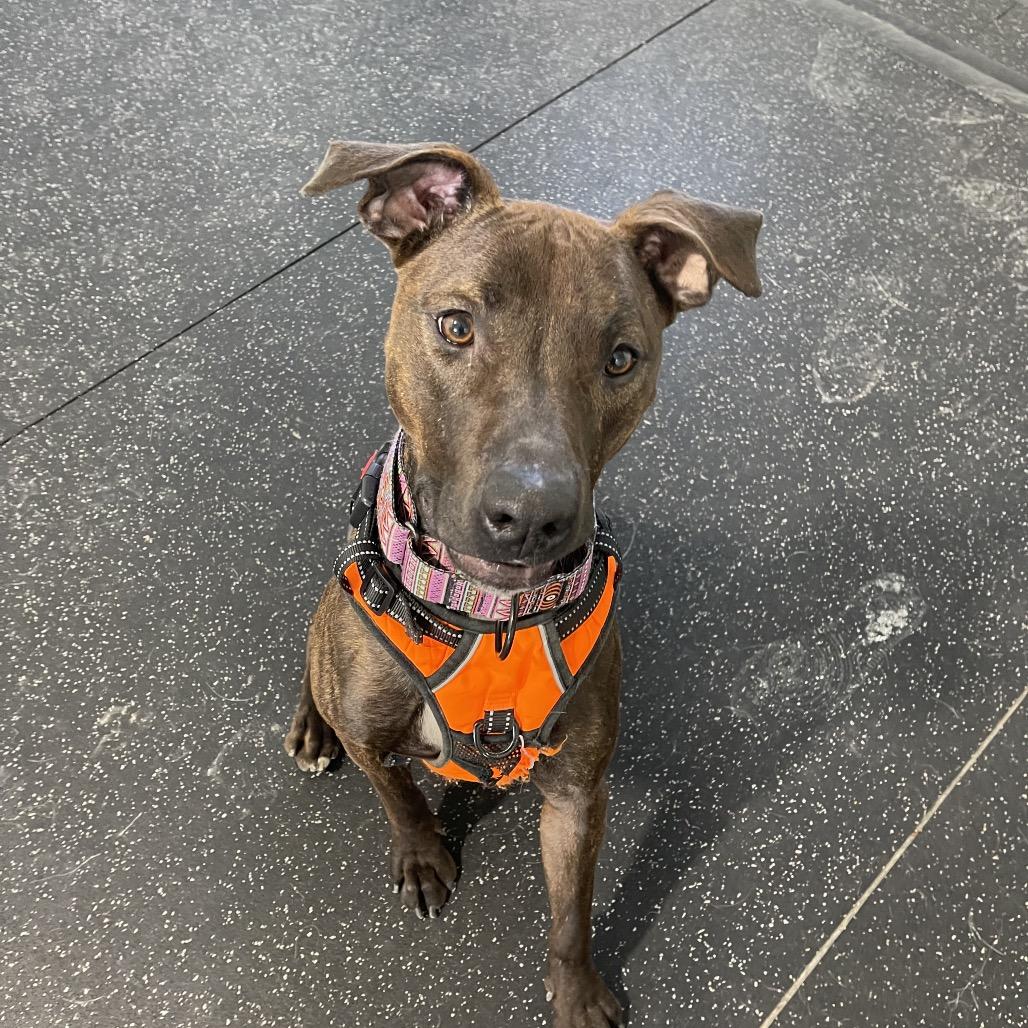 Enlarge Wren, a Adoptable mixed breed in Tipton, IA image 2/3