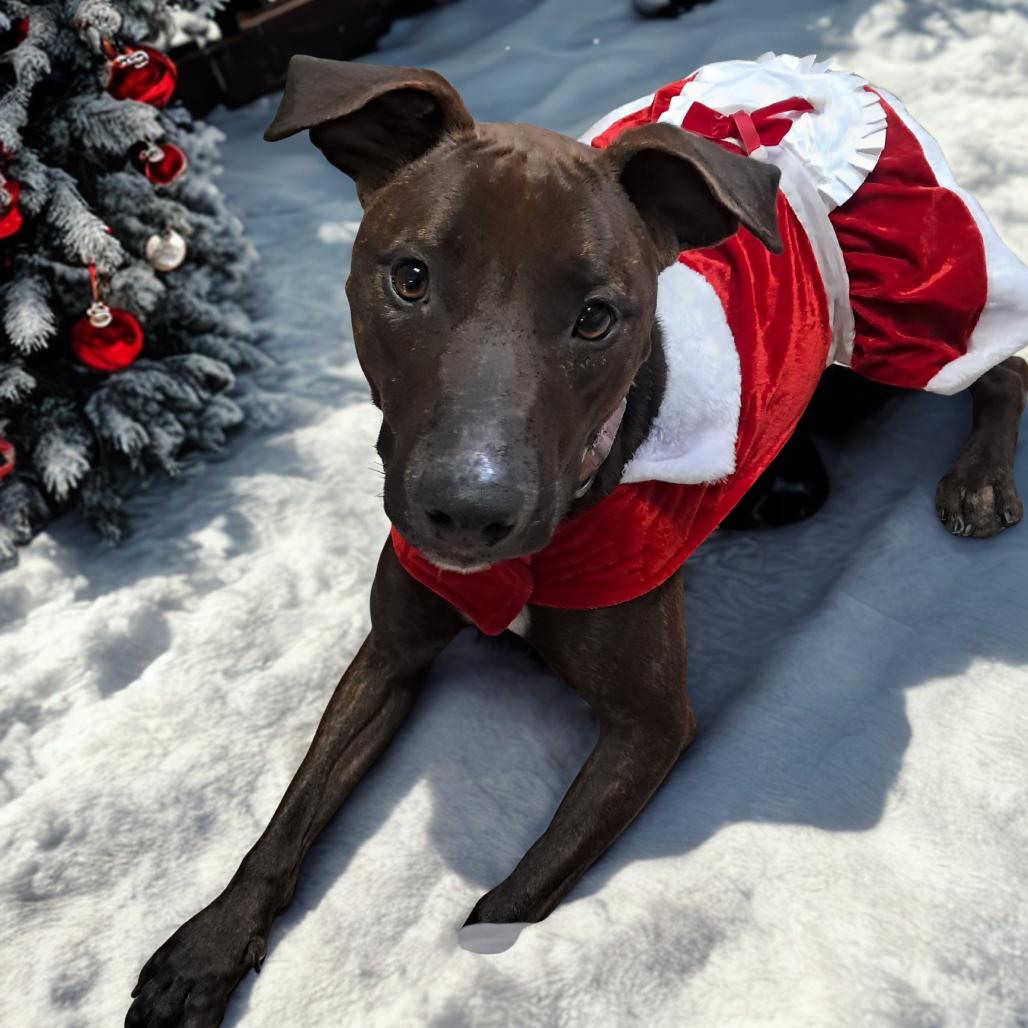 Enlarge Wren, a Adoptable mixed breed in Tipton, IA image 3/3
