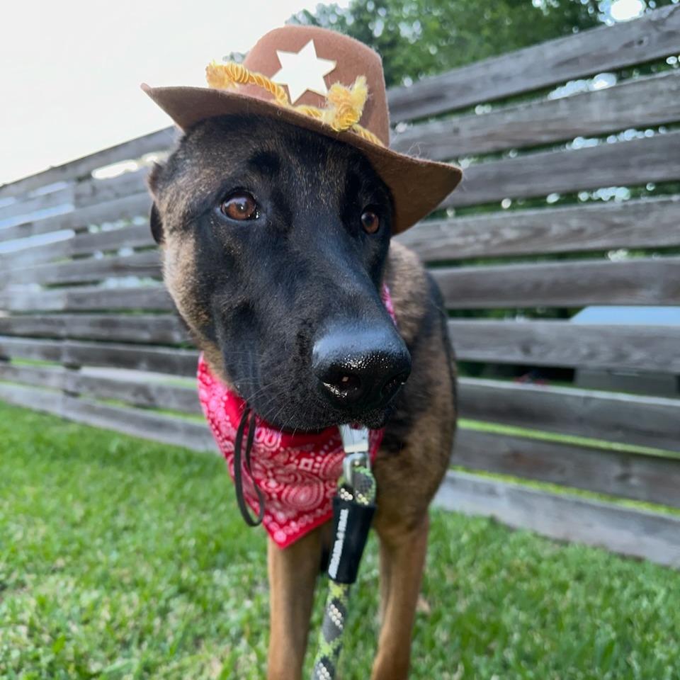 Ranger, Adoptable, Adult Male Belgian Shepherd / Malinois.