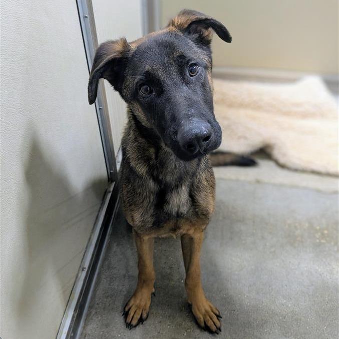 Ranger, a Adoptable Mixed Breed in Houston, TX image 1/2