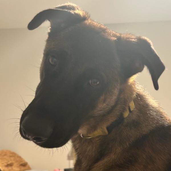 Enlarge Ranger, a Adoptable Belgian Shepherd / Malinois in Houston, TX image 3/6