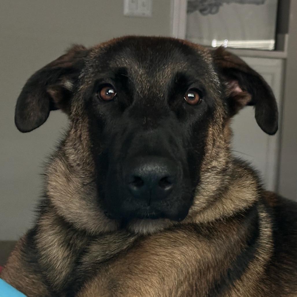 Enlarge Ranger, a Adoptable Belgian Shepherd / Malinois in Houston, TX image 4/6