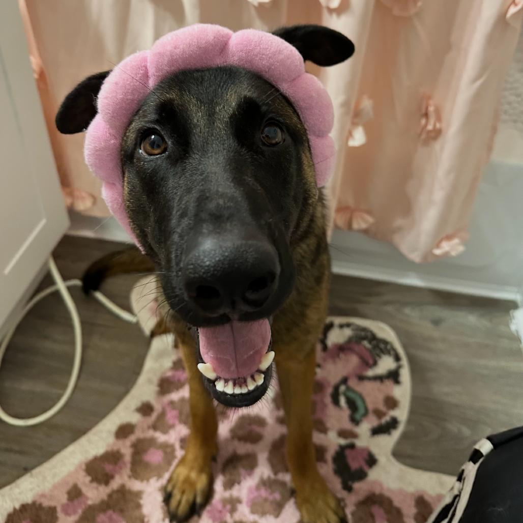 Enlarge Ranger, a Adoptable Belgian Shepherd / Malinois in Houston, TX image 5/6