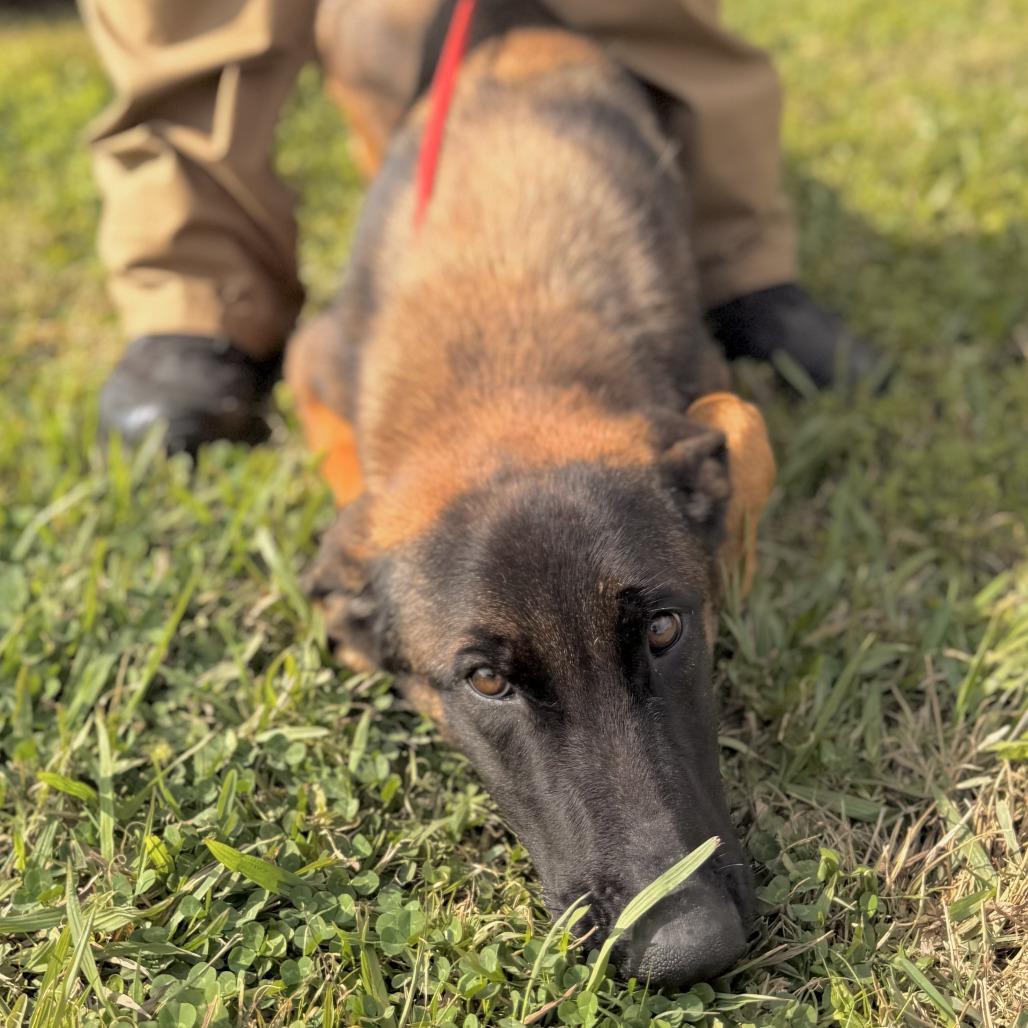 Ranger, Adoptable, Young Male Mixed Breed.