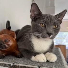 Tucker, Adoptable, Young Male Domestic Short Hair.