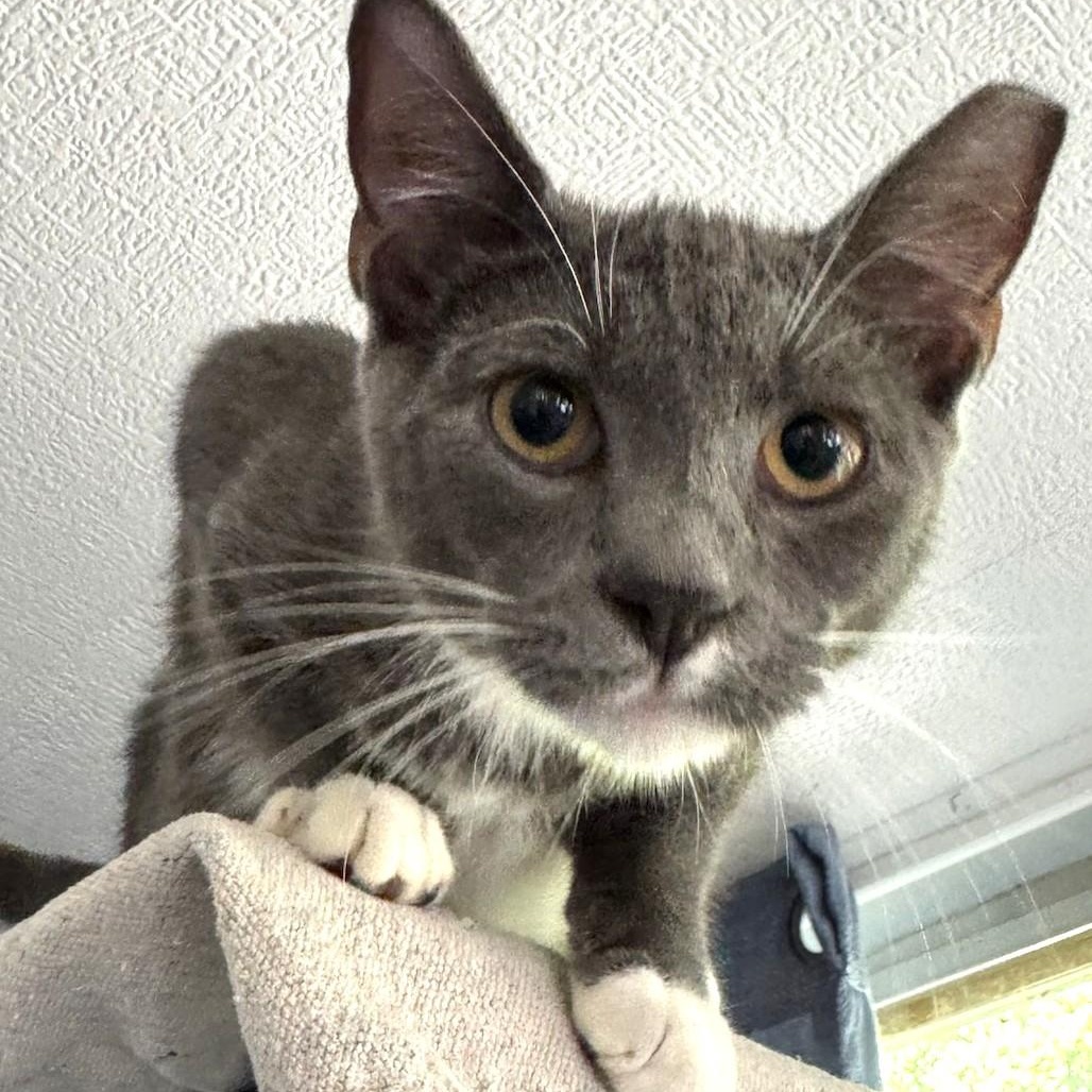 Tucker, a Adoptable Domestic Short Hair in West Orange, NJ image 3/6