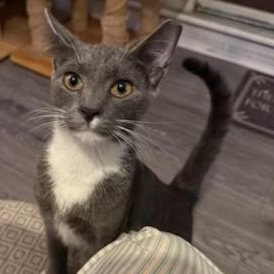 Tucker, a Adoptable Domestic Short Hair in West Orange, NJ image 4/6