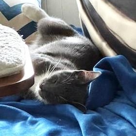 Tucker, a Adoptable Domestic Short Hair in West Orange, NJ image 5/6