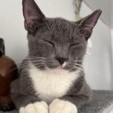 Tucker, a Adoptable Domestic Short Hair in West Orange, NJ image 1/6