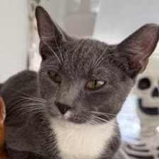 Tucker, a Adoptable Domestic Short Hair in West Orange, NJ image 6/6