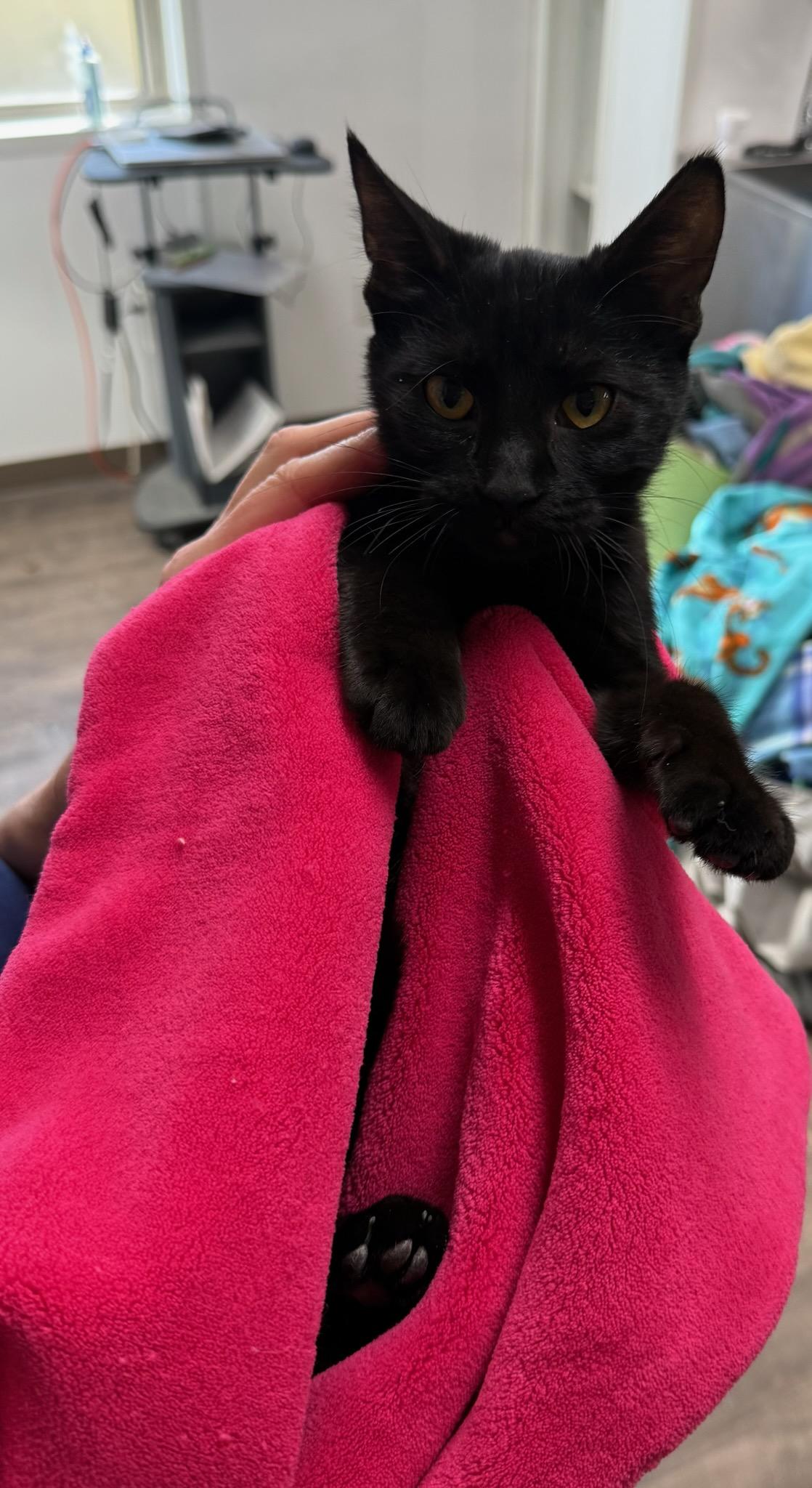 Enlarge Marina, a Adoptable Domestic Short Hair in Cottonwood, MN image 2/2