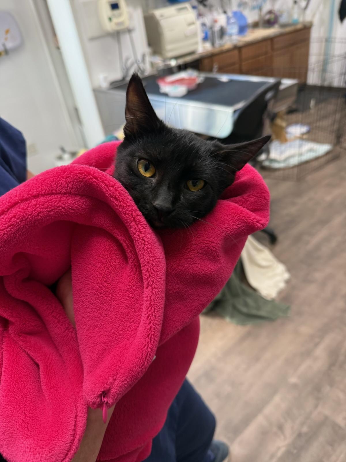 Enlarge Marina, a Adoptable Domestic Short Hair in Cottonwood, MN image 1/2