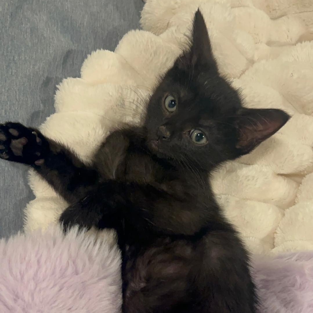 Enlarge Tish, an adopted Domestic Short Hair in Chicago, IL image 1/1