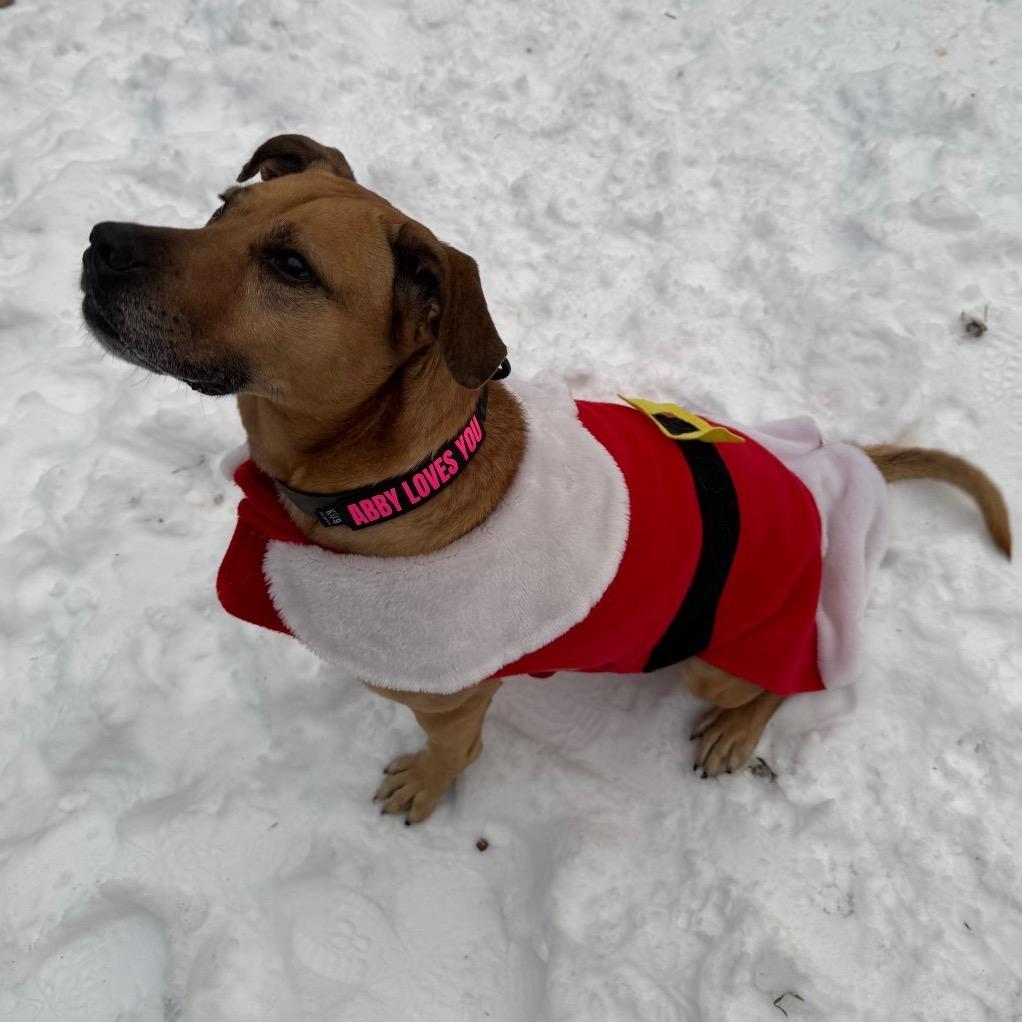 Abileen, Adoptable, Senior Female Mixed Breed.