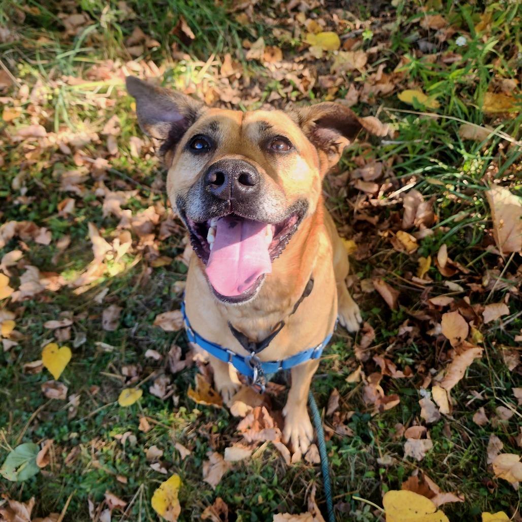 Abileen, Adoptable, Senior Female Mixed Breed.
