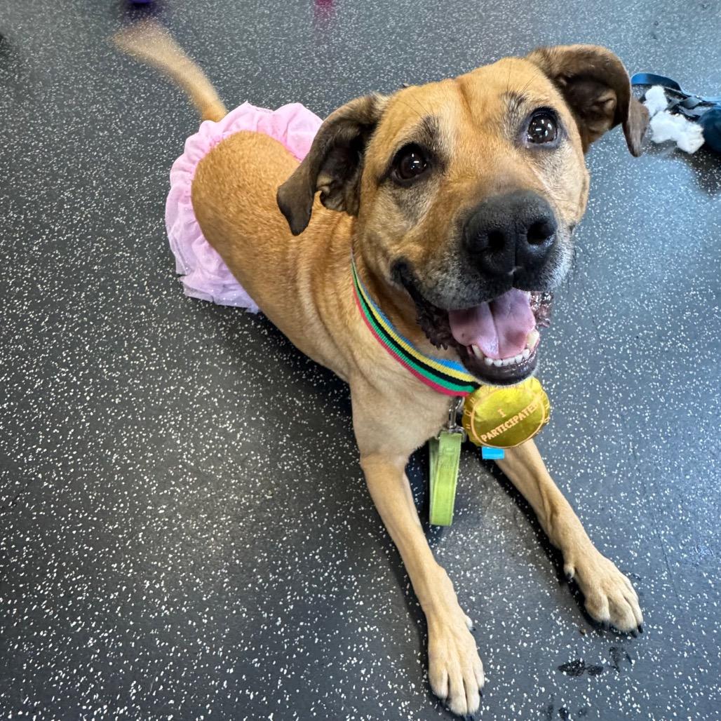 Abileen, a Adoptable mixed breed in Middlebury, VT image 2/6