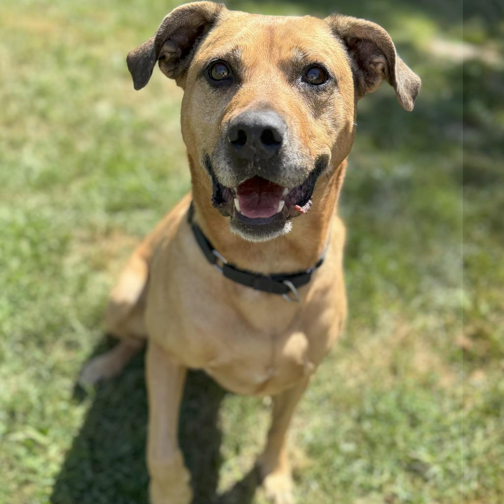 Abileen, a Adoptable mixed breed in Middlebury, VT image 3/6