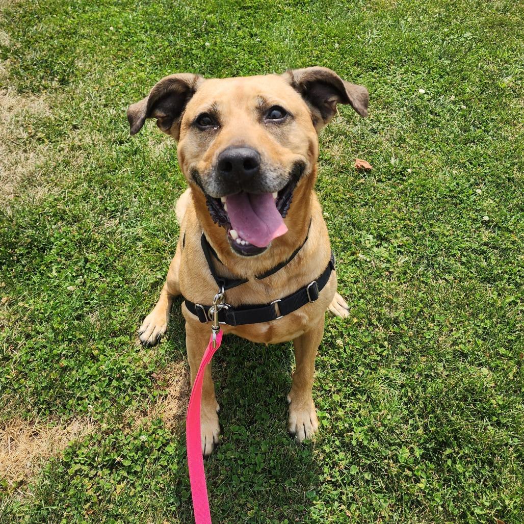 Abileen, a Adoptable mixed breed in Middlebury, VT image 4/6