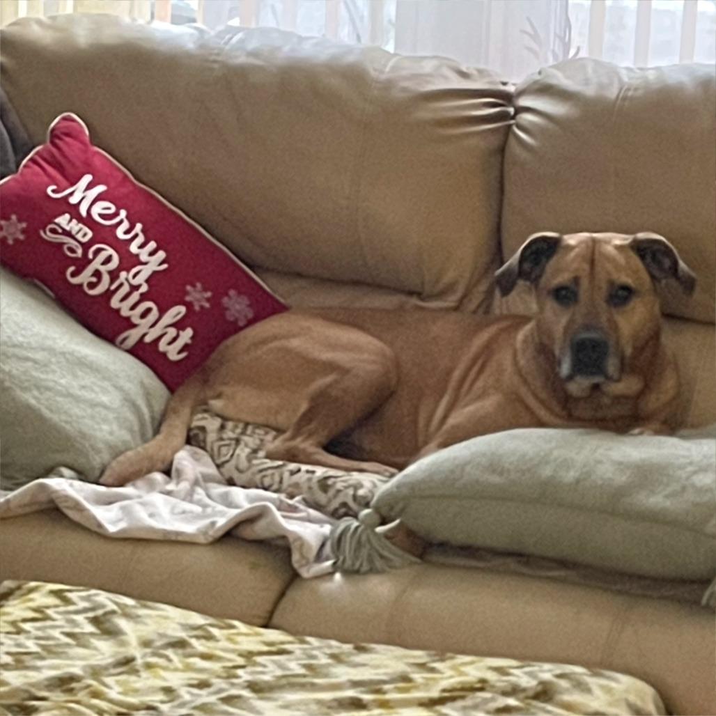 Enlarge Abileen, a Adoptable mixed breed in Middlebury, VT image 4/6