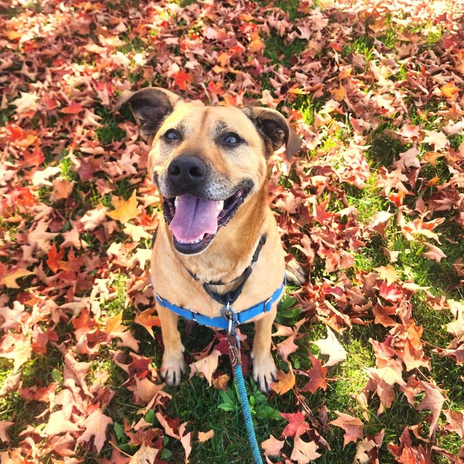 Abileen, a Adoptable mixed breed in Middlebury, VT image 5/6