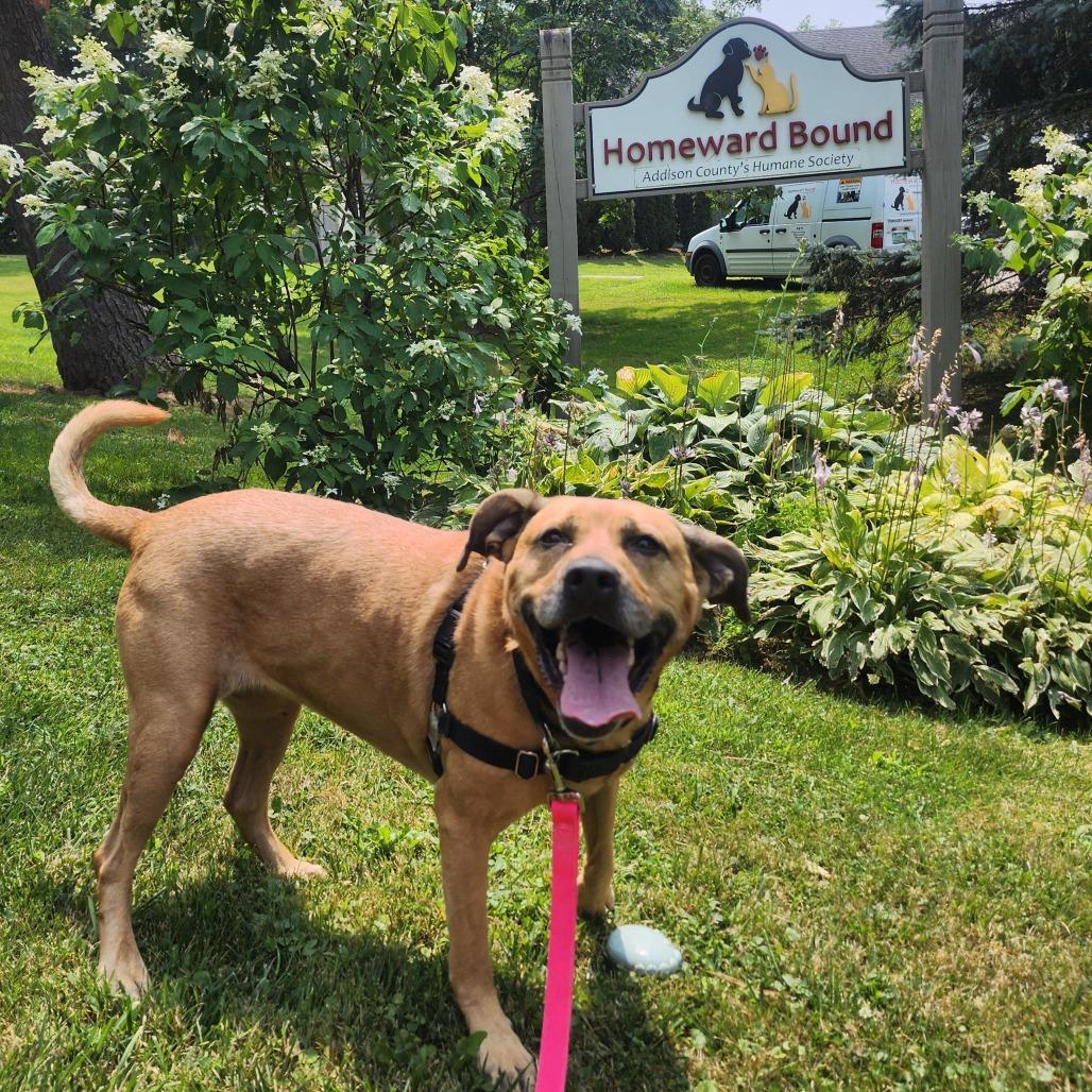 Abileen, a Adoptable mixed breed in Middlebury, VT image 6/6