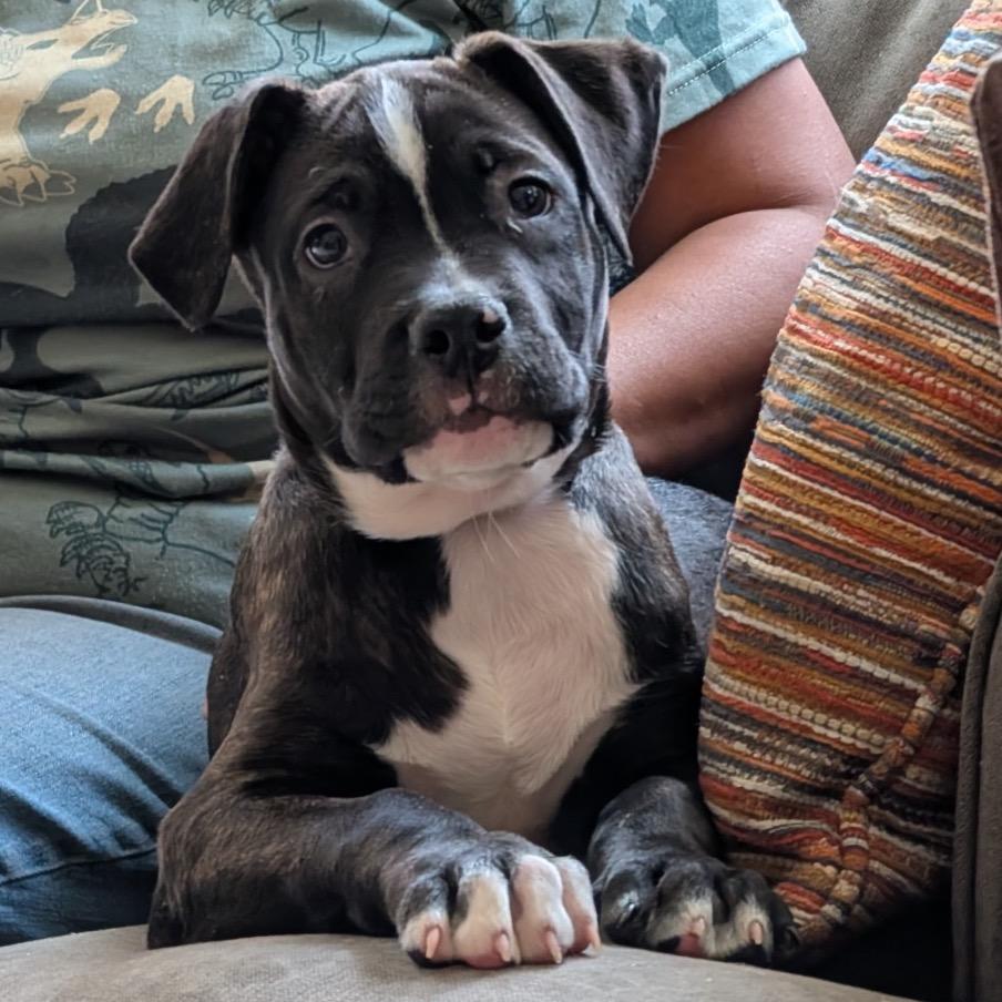 Dante -*Available 4/18*Chino Hills Location, Adoptable, Puppy Male American Staffordshire Terrier & Doberman Pinscher.