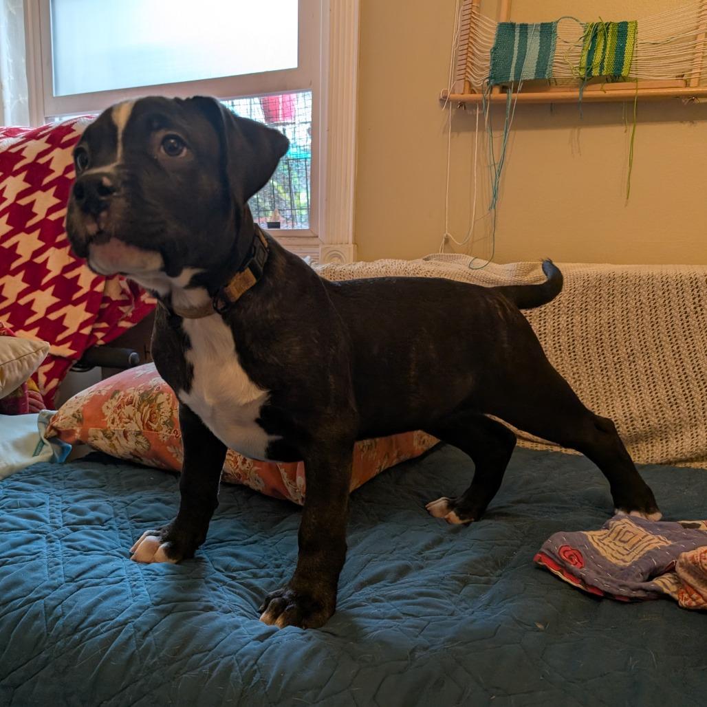 Enlarge Dante -*Available 4/18*Chino Hills Location, a Adoptable mixed breed in Chino Hills, CA image 2/4