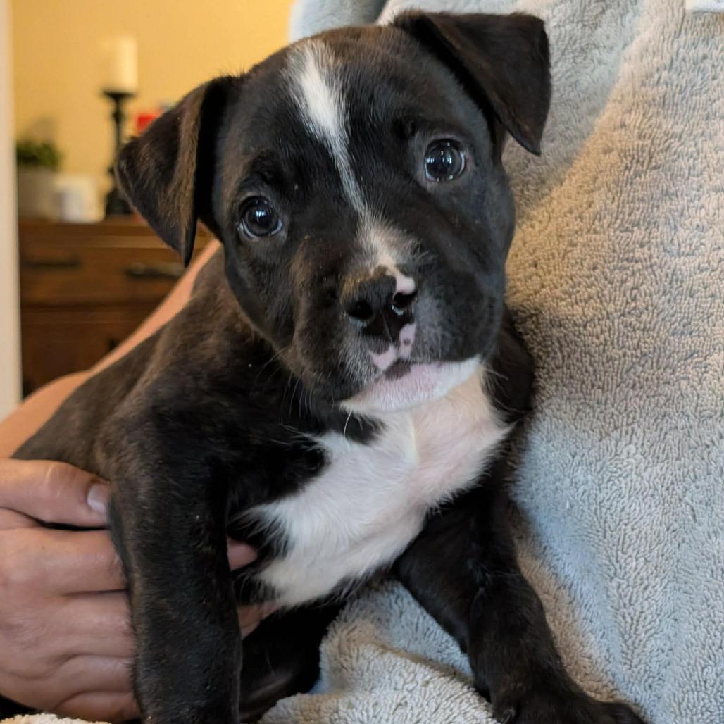 Enlarge Dante -*Available 4/18*Chino Hills Location, a Adoptable mixed breed in Chino Hills, CA image 3/4