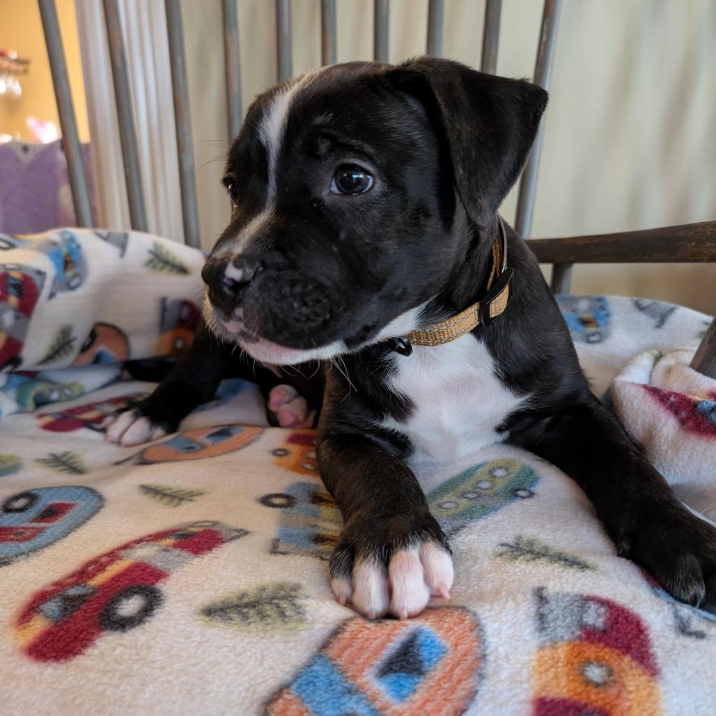 Enlarge Dante -*Available 4/18*Chino Hills Location, a Adoptable mixed breed in Chino Hills, CA image 4/4