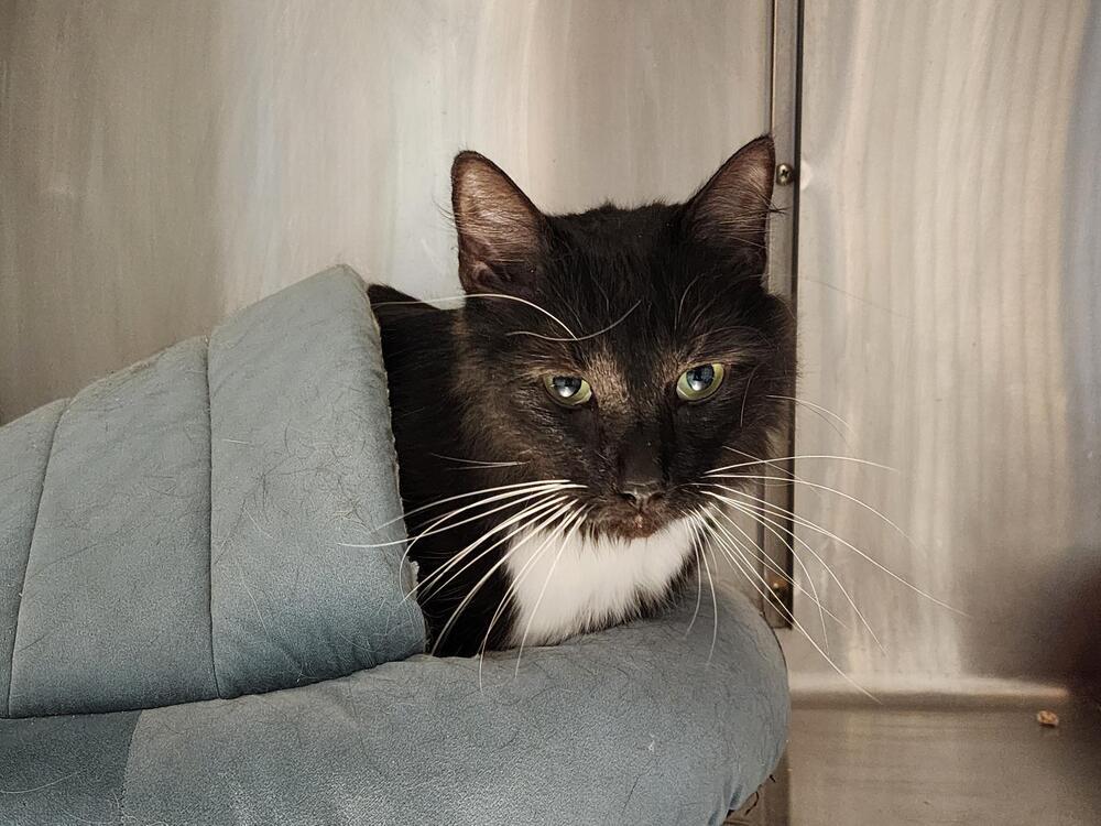 Thyme, Adoptable, Adult Male Domestic Medium Hair.