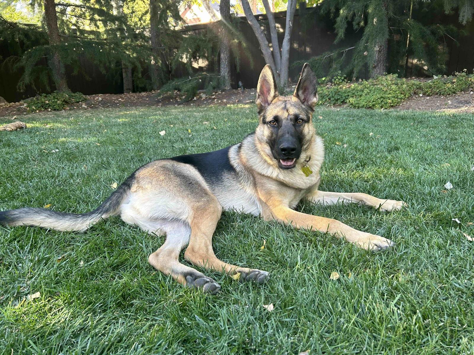 My Tye, a Adoptable German Shepherd Dog in Salt Lake City, UT image 1/3