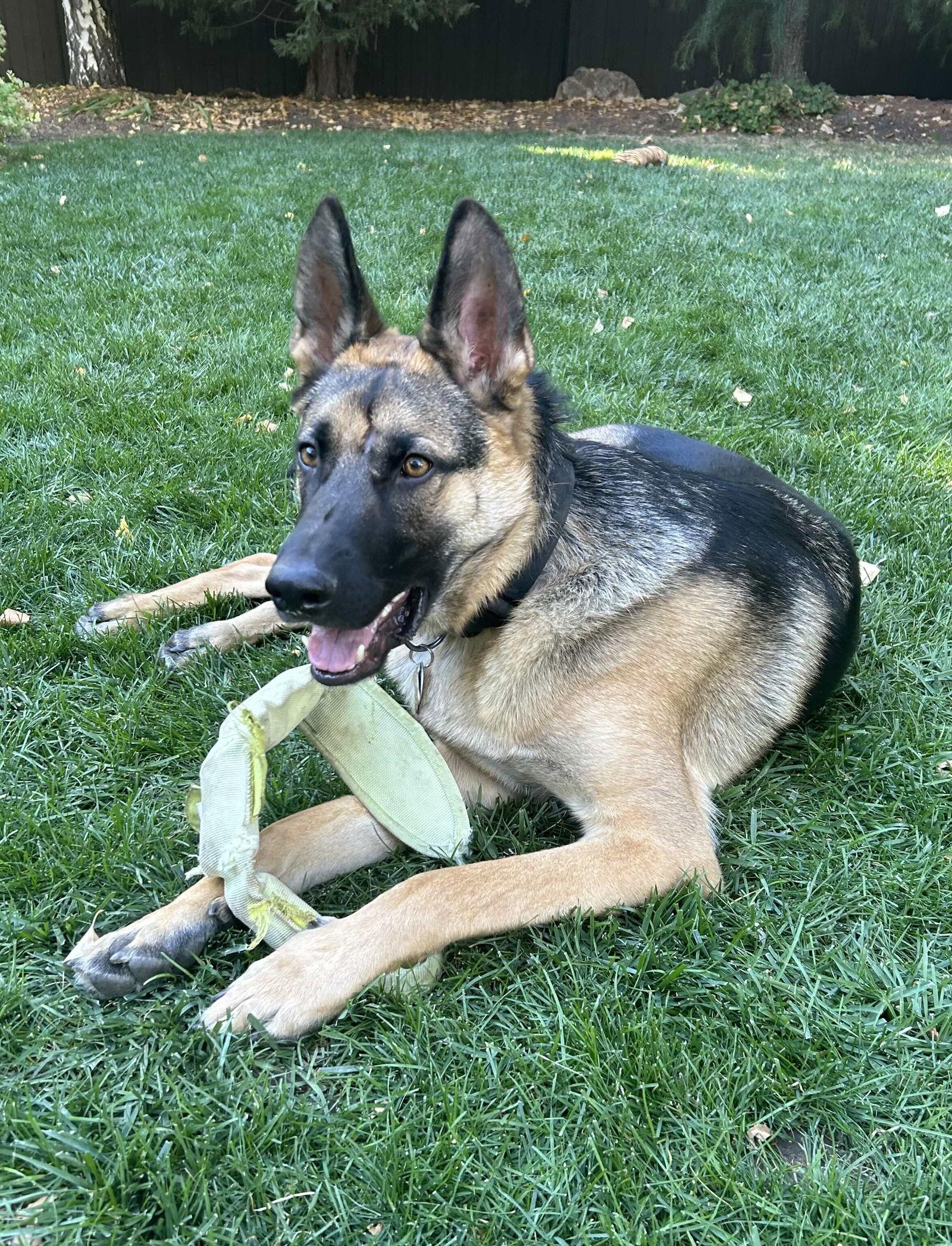 My Tye, a Adoptable German Shepherd Dog in Salt Lake City, UT image 2/3