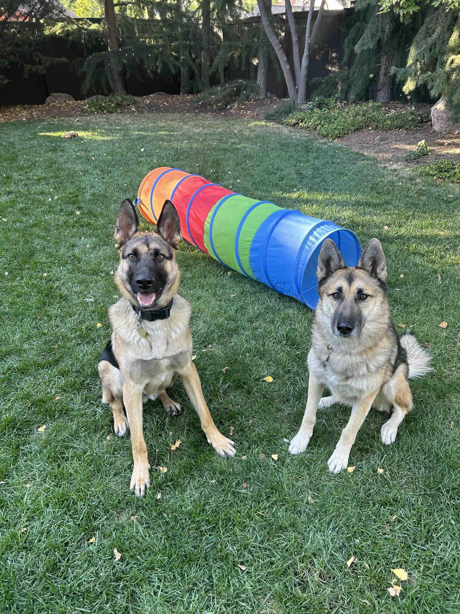 My Tye, a Adoptable German Shepherd Dog in Salt Lake City, UT image 3/3
