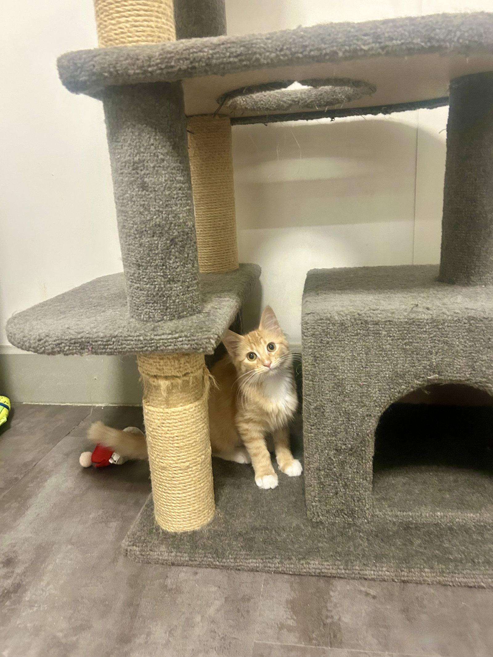Prairie, Adoptable, Kitten Female Domestic Medium Hair.