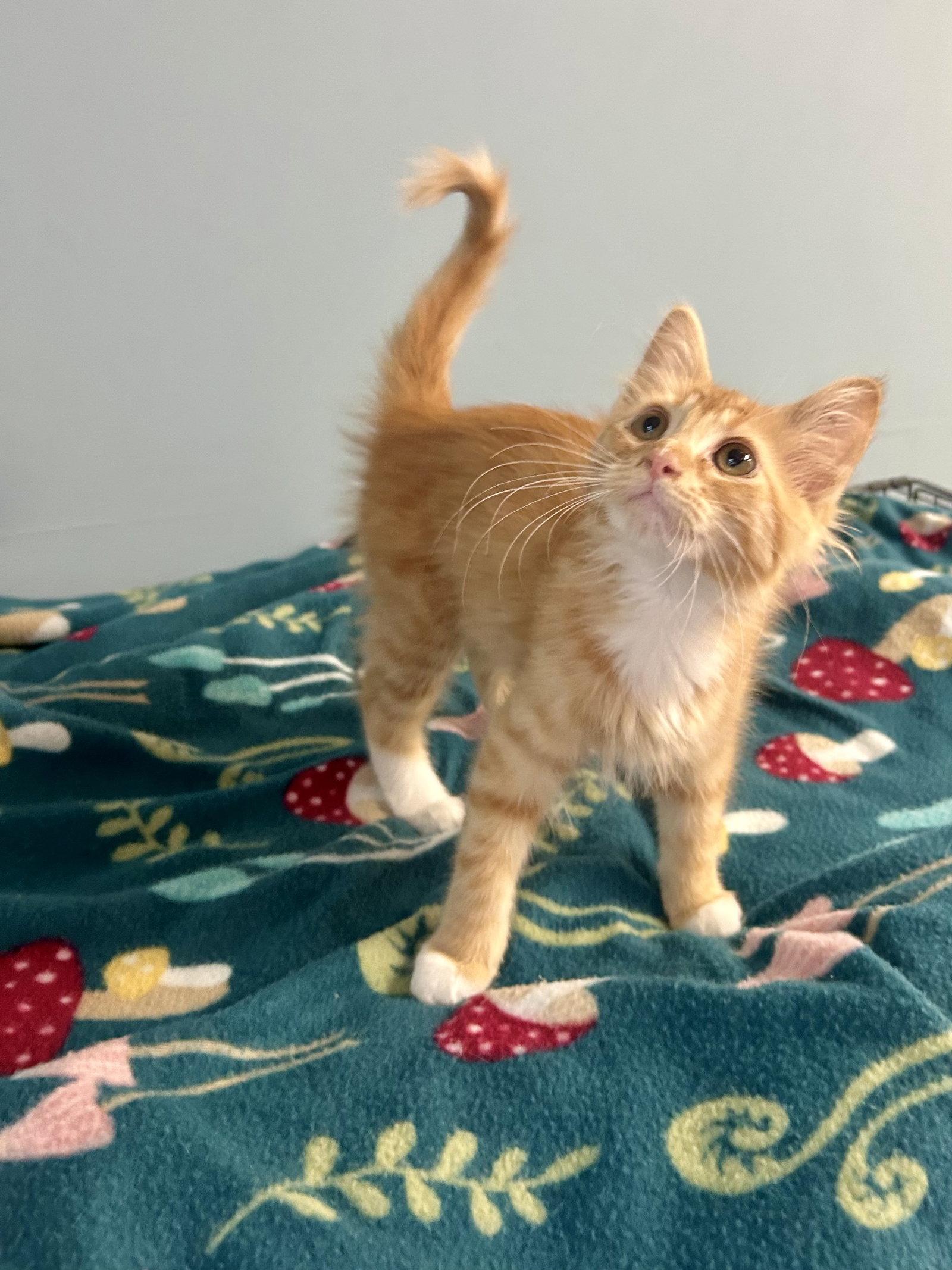 Prairie, a Adoptable Domestic Medium Hair in Forest Lake, MN image 2/3
