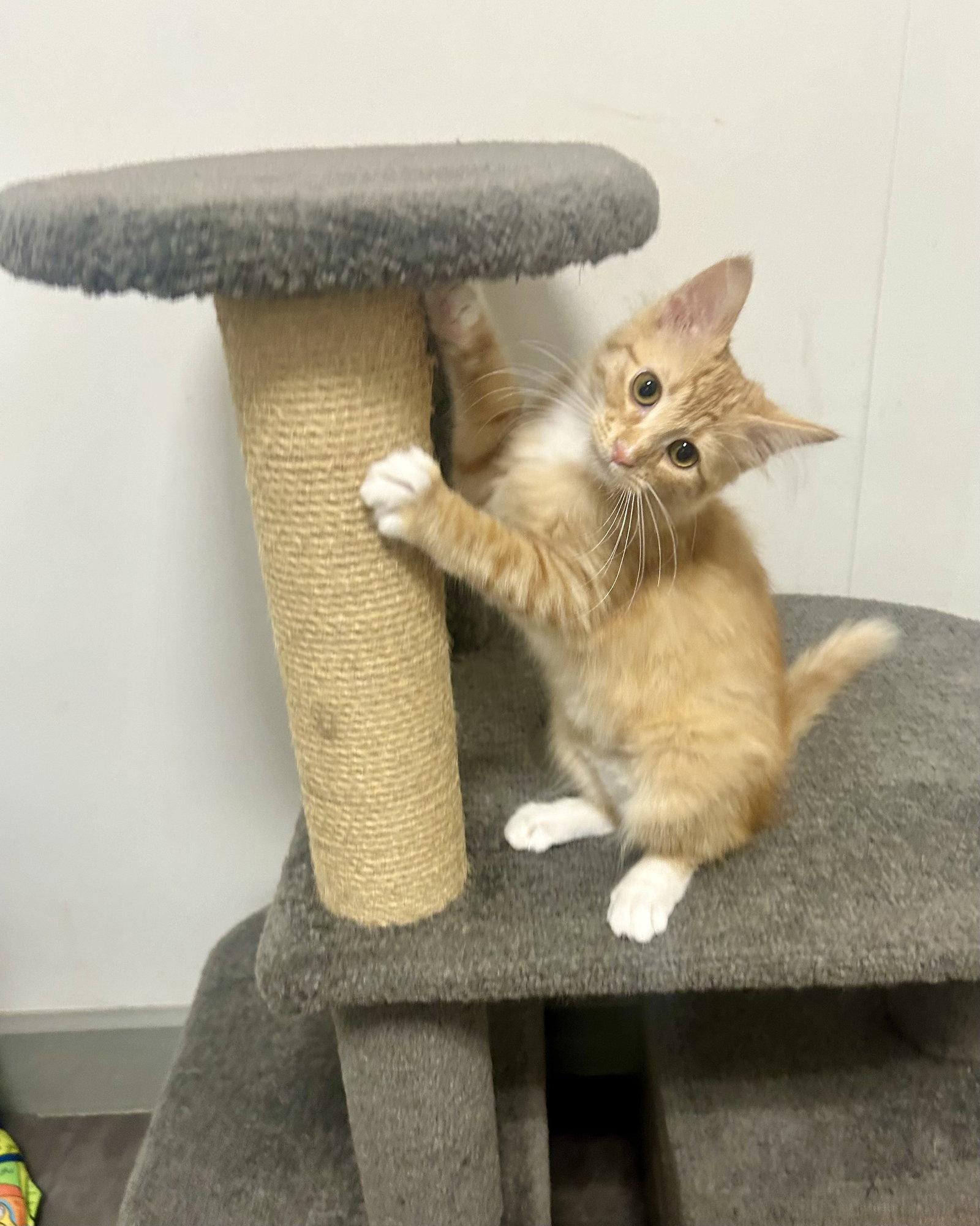 Prairie, a Adoptable Domestic Medium Hair in Forest Lake, MN image 3/3