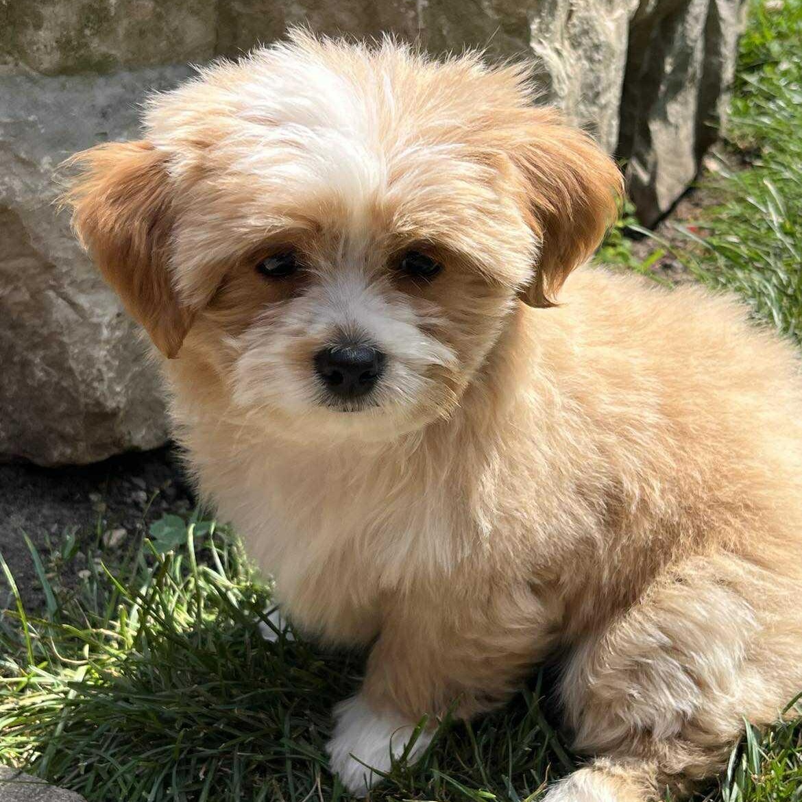 Haven Dog Rescue: Transforming Lives with Compassion and Care