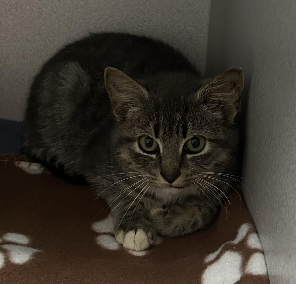 Gracie, Adoptable, Adult Female Domestic Short Hair.