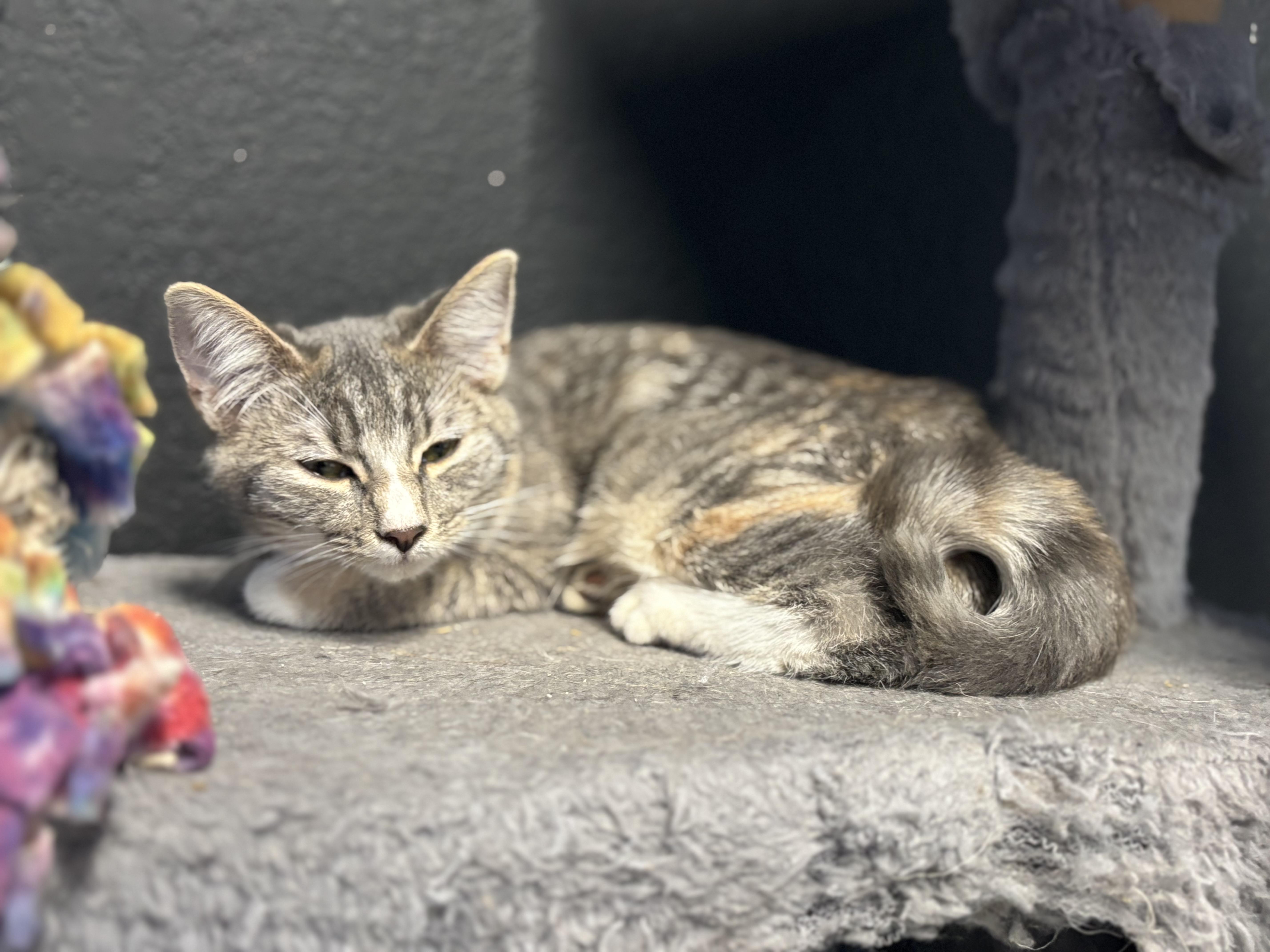 Enlarge Curly Q, a Adopted Domestic Short Hair in Melbourne, AR image 4/6